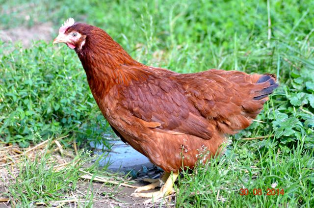 poule pondeuse rouge - J.A. volailles